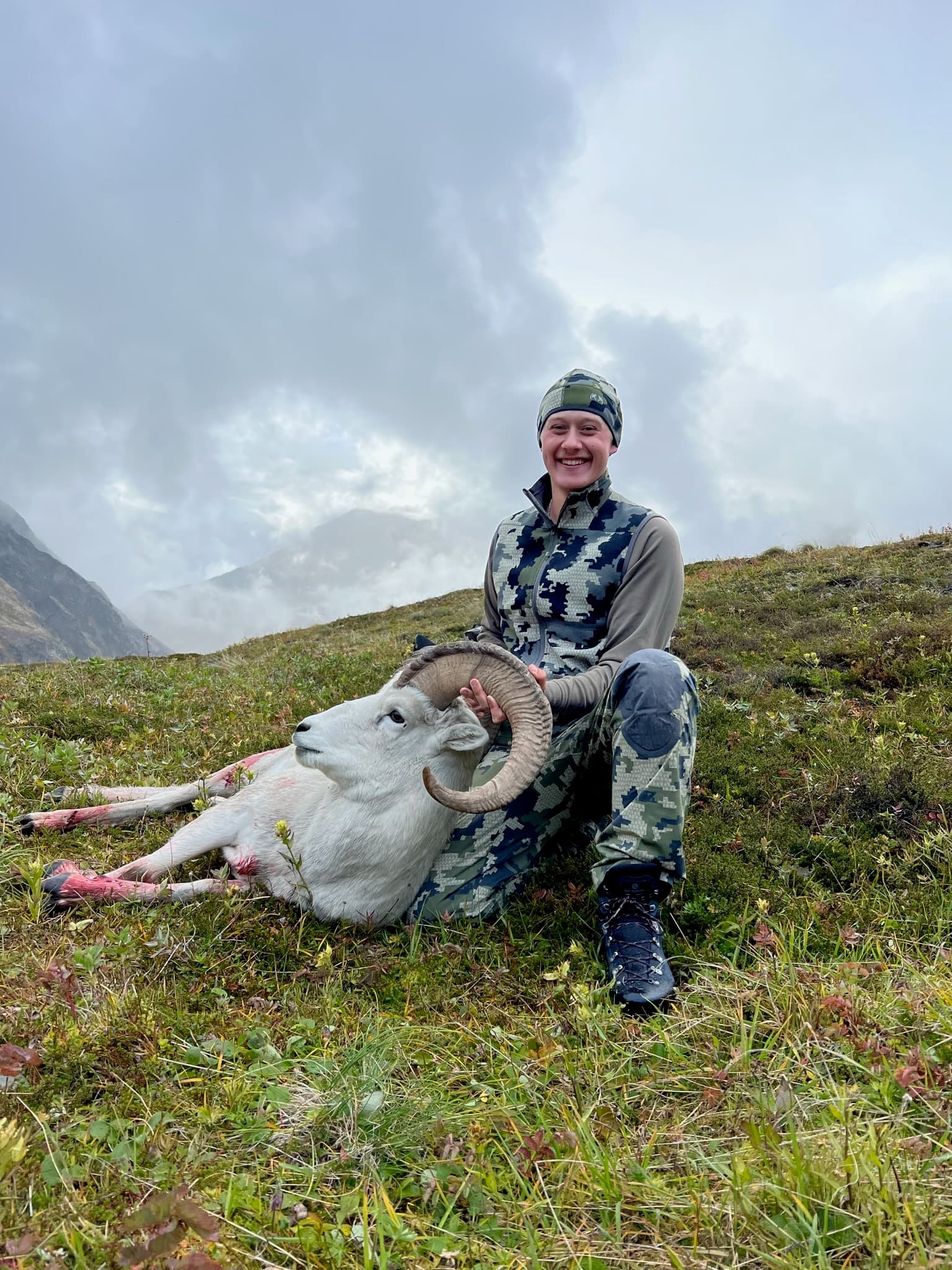 Dall Sheep